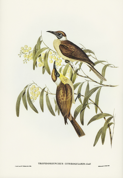 Yellow-throated Friar Bird Tropidorhynchus citreogularis illustrated by Elizabeth Gould 1804–1841 for John Gould’s 1804-1881 Birds of Australia  Print