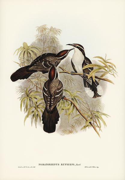 Chestnut-crowned Pomatorhinus Pomatorhinus ruficeps illustrated by Elizabeth Gould 1804–1841 for John Gould’s 1804-1881 Birds of Australia  Print