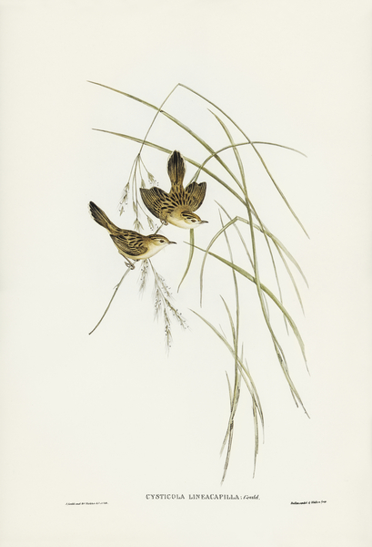 Lineated Warbler Cysticola lineocapilla illustrated by Elizabeth Gould 1804–1841 for John Gould’s 1804-1881 Birds of Australia  Print