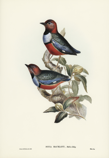 Macklot&39s Pitta Pitta Mackloti illustrated by Elizabeth Gould 1804–1841 for John Gould’s 1804-1881 Birds of Australia  Print