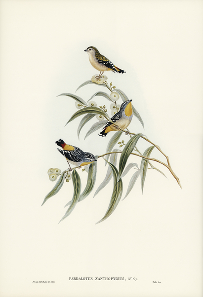 Cockerells Honey-eater Ptilotis Cockerelli illustrated by Elizabeth Gould 1804–1841 for John Gould’s 1804-1881 Birds of Australia  Print