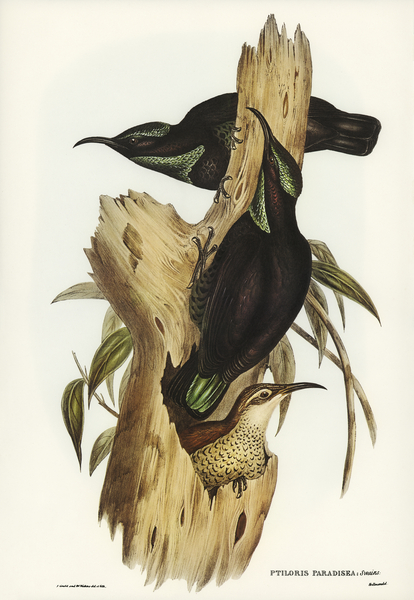 Rifle Bird Ptiloris paradiseus illustrated by Elizabeth Gould 1804–1841 for John Gould’s 1804-1881 Birds of Australia  Print