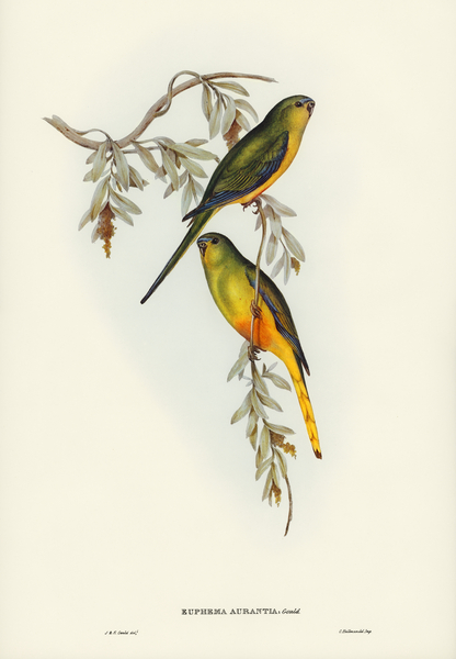 Orange-bellied Grass-Parrakeet Euphema aurantia illustrated by Elizabeth Gould 1804–1841 for John Gould’s 1804-1881 Birds of Australia  Print