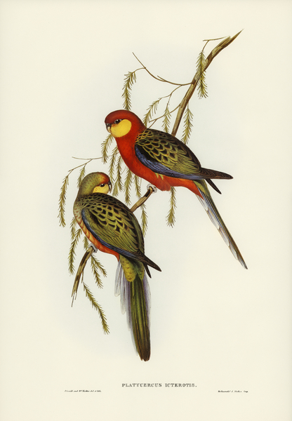 The Earl of Derbys Parrakeet Platycercus icterotis illustrated by Elizabeth Gould 1804–1841 for John Gould’s 1804-1881 Birds of Australia  Print