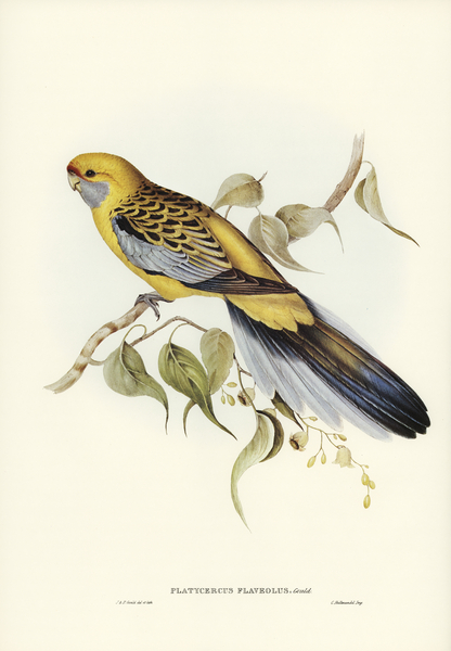 Yellow-rumped Parakeet Platycercus flaveolus illustrated by Elizabeth Gould 1804–1841 for John Gould’s 1804-1881 Birds of Australia  Print