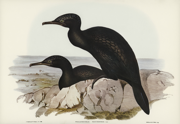 Groove-billed Cormorant Phalacrocorax sulcirostris illustrated by Elizabeth Gould 1804–1841 for John Gould’s 1804-1881 Birds of Australia  Print