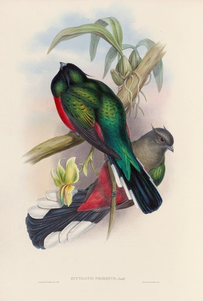 John Gould trogons 004 Print
