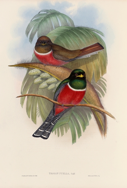 John Gould trogons 005 Print