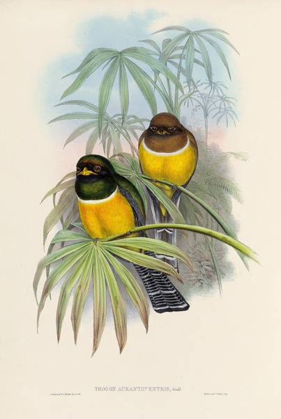John Gould trogons 006 Print