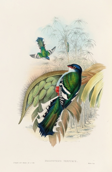 John Gould trogons 015 Print