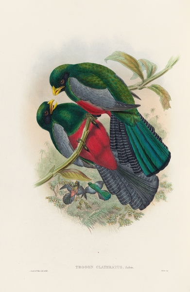 John Gould trogons 029 Print