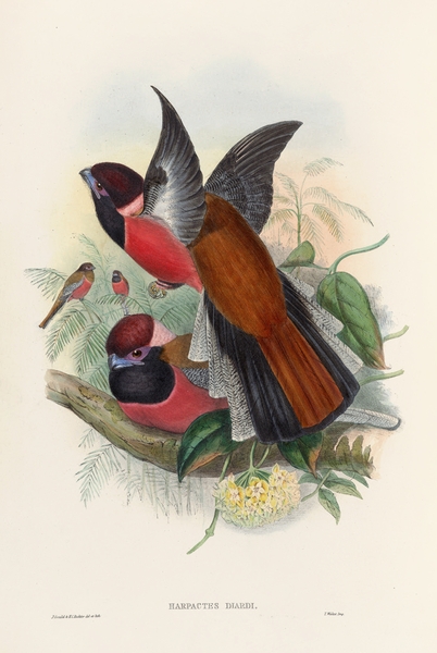 John Gould trogons 034 Print