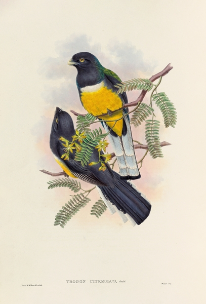 John Gould trogons 045 Print