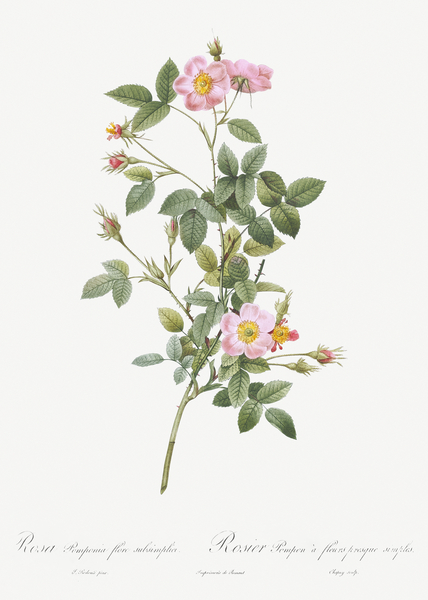 Speckled provins rose Print