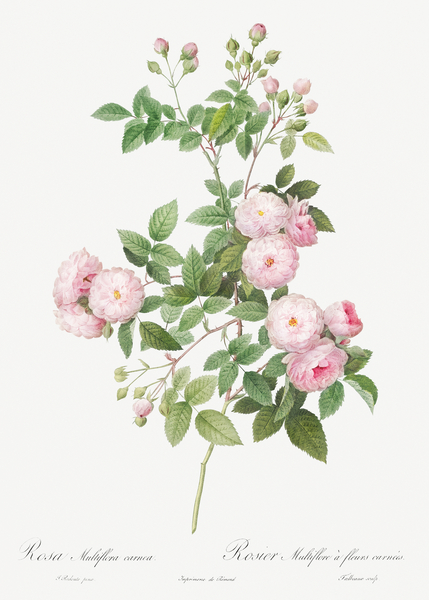 Pink baby roses Print