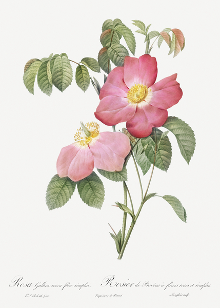 Pink french rose Print