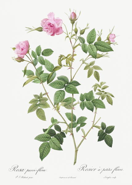Pink flowering rosebush Print