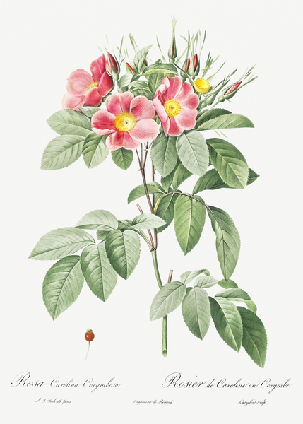 Blooming pink rosebush Print