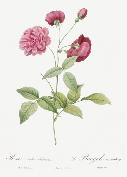 Vintage china rose Print