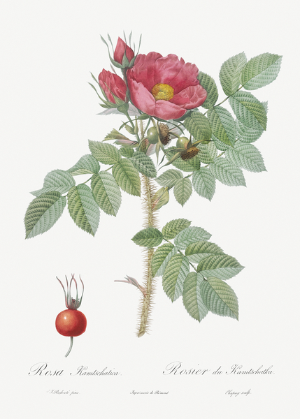 Les Roses by Pierre-Joseph Redouté Botanical