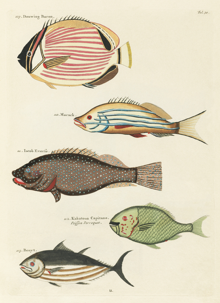 Colourful and surreal illustrations of fishes found in Moluccas Indonesia and the East Indies by Louis Renard 1678 -1746 from Histoire naturelle des plus rares curiositez de la mer des Indes 1754. Print