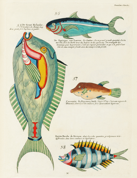 Colourful and surreal illustrations of fishes found in Moluccas Indonesia and the East Indies by Louis Renard 1678 -1746 from Histoire naturelle des plus rares curiositez de la mer des Indes 1754. Print