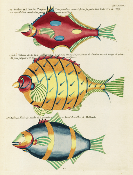 Colourful and surreal illustrations of fishes found in Moluccas Indonesia and the East Indies by Louis Renard 1678 -1746 from Histoire naturelle des plus rares curiositez de la mer des Indes 1754. Print
