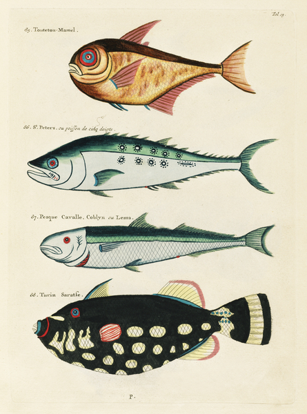 Colourful and surreal illustrations of fishes found in Moluccas Indonesia and the East Indies by Louis Renard 1678 -1746 from Histoire naturelle des plus rares curiositez de la mer des Indes 1754. Print