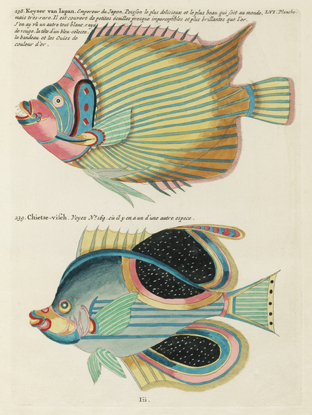 Colourful and surreal illustrations of fishes found in Moluccas Indonesia and the East Indies by Louis Renard 1678 -1746 from Histoire naturelle des plus rares curiositez de la mer des Indes 1754. Print