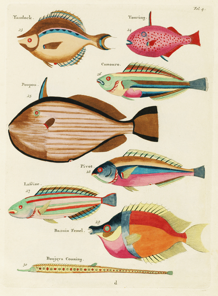 Colourful and surreal illustrations of fishes found in Moluccas Indonesia and the East Indies by Louis Renard 1678 -1746 from Histoire naturelle des plus rares curiositez de la mer des Indes 1754. Print