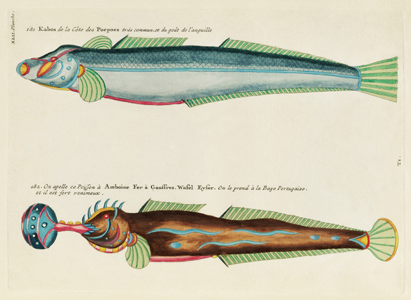 Colourful and surreal illustrations of fishes found in Moluccas Indonesia and the East Indies by Louis Renard 1678 -1746 from Histoire naturelle des plus rares curiositez de la mer des Indes 1754. Print