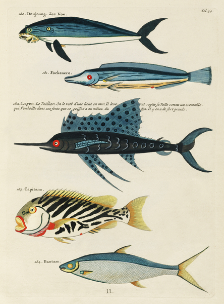 Colourful and surreal illustrations of fishes found in Moluccas Indonesia and the East Indies by Louis Renard 1678 -1746 from Histoire naturelle des plus rares curiositez de la mer des Indes 1754. Print