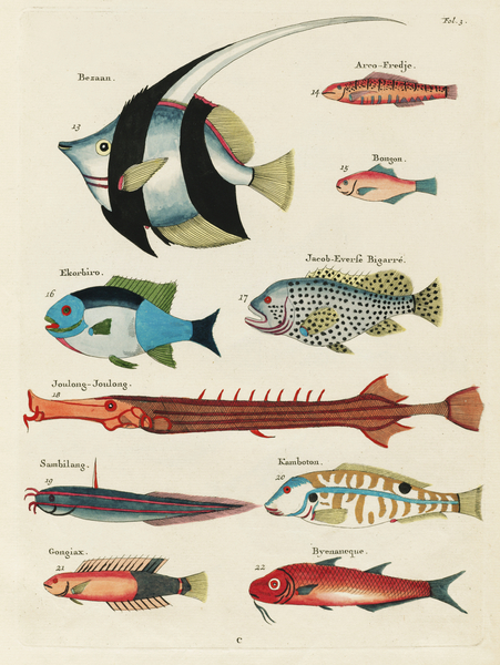 Colourful and surreal illustrations of fishes found in Moluccas Indonesia and the East Indies by Louis Renard 1678 -1746 from Histoire naturelle des plus rares curiositez de la mer des Indes 1754. Print