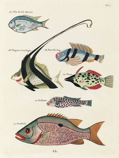 Colourful and surreal illustrations of fishes found in Moluccas Indonesia and the East Indies by Louis Renard 1678 -1746 from Histoire naturelle des plus rares curiositez de la mer des Indes 1754. Print