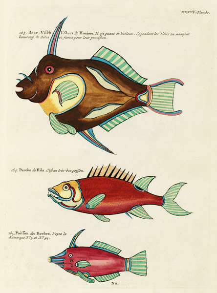 Colourful and surreal illustrations of fishes found in Moluccas Indonesia and the East Indies by Louis Renard 1678 -1746 from Histoire naturelle des plus rares curiositez de la mer des Indes 1754. Print