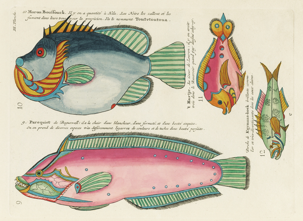 Colourful and surreal illustrations of fishes found in Moluccas Indonesia and the East Indies by Louis Renard 1678 -1746 from Histoire naturelle des plus rares curiositez de la mer des Indes 1754. Print