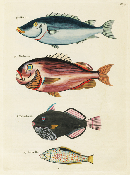 Colourful and surreal illustrations of fishes found in Moluccas Indonesia and the East Indies by Louis Renard 1678 -1746 from Histoire naturelle des plus rares curiositez de la mer des Indes 1754. Print