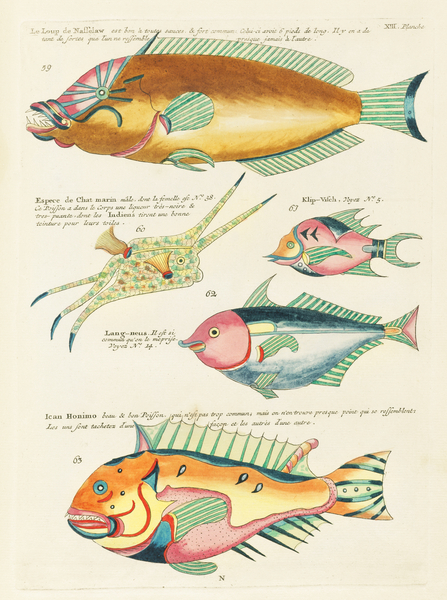 Colourful and surreal illustrations of fishes found in Moluccas Indonesia and the East Indies by Louis Renard 1678 -1746 from Histoire naturelle des plus rares curiositez de la mer des Indes 1754. Print