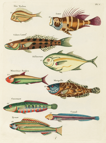 Colourful and surreal illustrations of fishes found in Moluccas Indonesia and the East Indies by Louis Renard 1678 -1746 from Histoire naturelle des plus rares curiositez de la mer des Indes 1754. Print