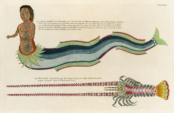 Illustrations of a siren and lobster found in the Moluccas Indonesia and the East Indies by Louis Renard 1678 -1746 from Histoire naturelle des plus rares curiositez de la mer des Indes 1754. Print