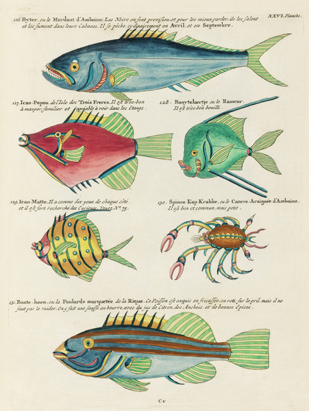 Colourful and surreal illustrations of fishes found in Moluccas Indonesia and the East Indies by Louis Renard 1678 -1746 from Histoire naturelle des plus rares curiositez de la mer des Indes 1754. Print