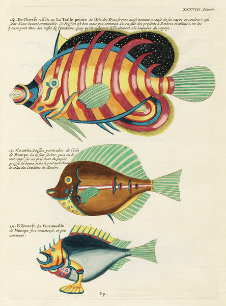 Colourful and surreal illustrations of fishes found in Moluccas Indonesia and the East Indies by Louis Renard 1678 -1746 from Histoire naturelle des plus rares curiositez de la mer des Indes 1754. Print