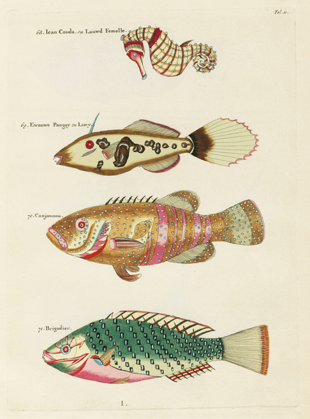 Colourful and surreal illustrations of fishes and sea horse found in Moluccas Indonesia and the East Indies by Louis Renard 1678 -1746 from Histoire naturelle des plus rares curiositez de la mer des Indes 1754. Print