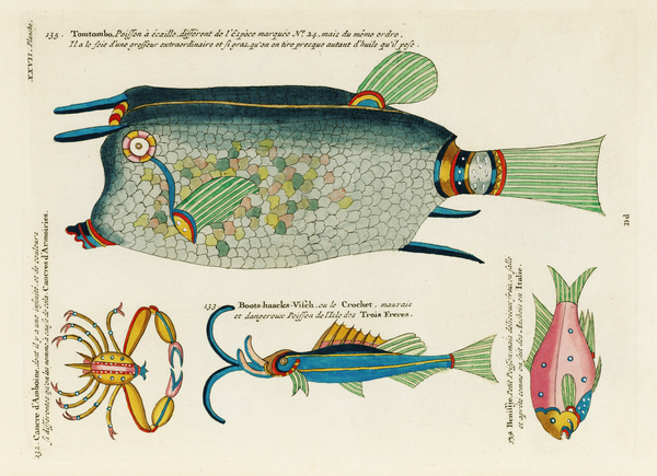 Colourful and surreal illustrations of fishes and crab found in Moluccas Indonesia and the East Indies by Louis Renard 1678 -1746 from Histoire naturelle des plus rares curiositez de la mer des Indes 1754. Print