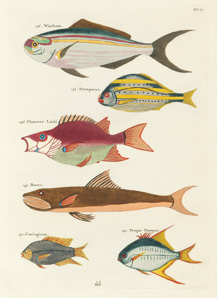 Colourful and surreal illustrations of fishes found in Moluccas Indonesia and the East Indies by Louis Renard 1678 -1746 from Histoire naturelle des plus rares curiositez de la mer des Indes 1754. Print