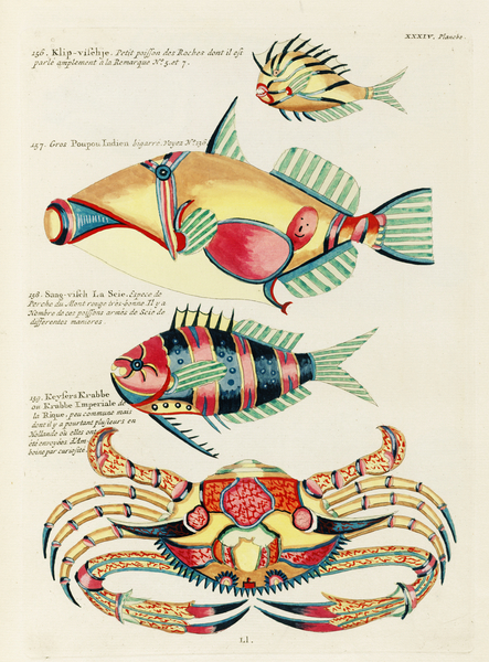 Colourful and surreal illustrations of fishes and crab found in the Indian and Pacific Oceans by Louis Renard 1678 -1746 from Histoire naturelle des plus rares curiositez de la mer des Indes 1754. Print