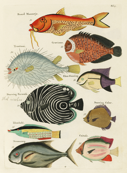 Colourful and surreal illustrations of fishes found in Moluccas Indonesia and the East Indies by Louis Renard 1678 -1746 from Histoire naturelle des plus rares curiositez de la mer des Indes 1754. Print