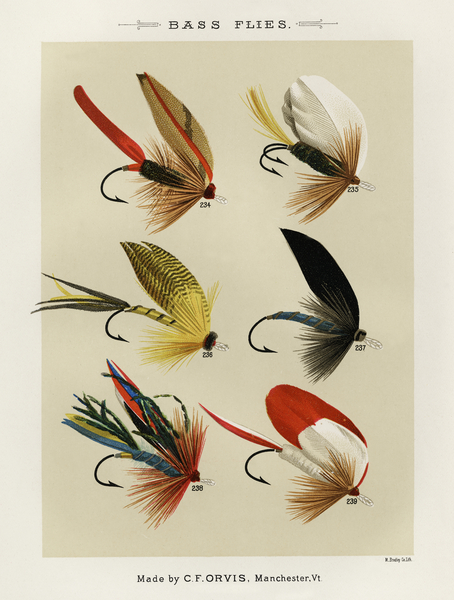 Bass Flies  Print