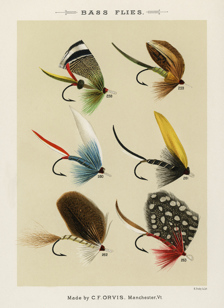Bass Flies  Print