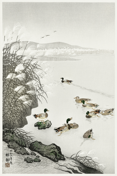 Ducks in the water 1931 by Ohara Koson 1877-1945. Print